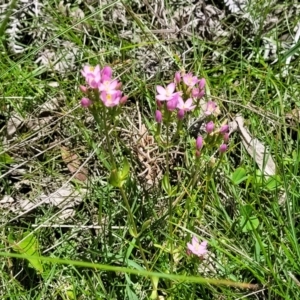 Centaurium erythraea at South East Forest National Park - 18 Jan 2024 12:50 PM