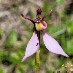 Eriochilus magenteus (Magenta Autumn Orchid) at South East Forest National Park - 18 Jan 2024 by trevorpreston
