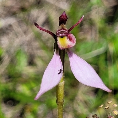 Eriochilus magenteus (Magenta Autumn Orchid) at South East Forest National Park - 18 Jan 2024 by trevorpreston