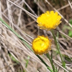 Coronidium gunnianum (Gunn's Everlasting) at South East Forest National Park - 18 Jan 2024 by trevorpreston