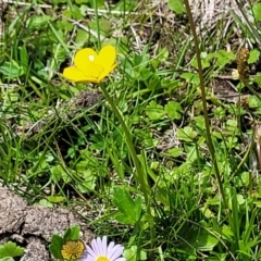 Ranunculus lappaceus at South East Forest National Park - 18 Jan 2024 12:48 PM