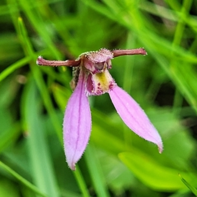 Eriochilus magenteus (Magenta Autumn Orchid) at South East Forest National Park - 18 Jan 2024 by trevorpreston