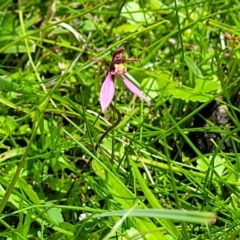 Eriochilus magenteus at South East Forest National Park - suppressed