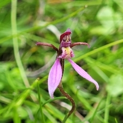Eriochilus magenteus at South East Forest National Park - suppressed