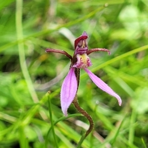 Eriochilus magenteus at South East Forest National Park - suppressed