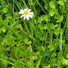 Brachyscome graminea (Grass Daisy) at South East Forest National Park - 18 Jan 2024 by trevorpreston