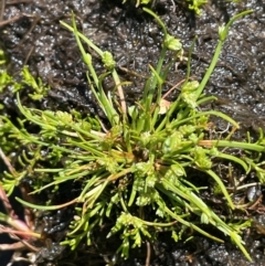 Isolepis gaudichaudiana (Benambra Club-sedge) at Bago State Forest - 12 Jan 2024 by JaneR