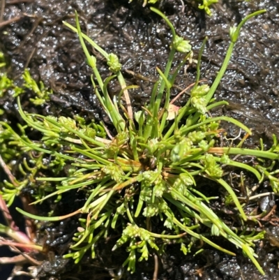 Isolepis gaudichaudiana (Benambra Club-sedge) at Nurenmerenmong, NSW - 12 Jan 2024 by JaneR