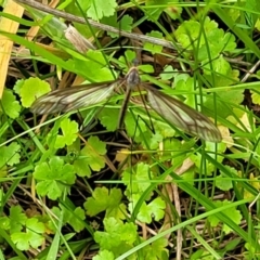 Ptilogyna (Plusiomyia) gracilis gracilis (A crane fly) at South East Forest National Park - 18 Jan 2024 by trevorpreston