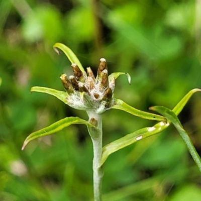 Euchiton limosus (Swamp Cudweed) at South East Forest National Park - 18 Jan 2024 by trevorpreston