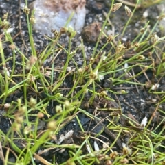 Isolepis cernua (Slender Clubrush) at Nurenmerenmong, NSW - 11 Jan 2024 by JaneR