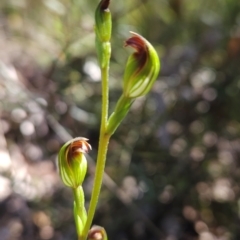 Speculantha multiflora (Tall Tiny Greenhood) at Booth, ACT - 18 Jan 2024 by BethanyDunne