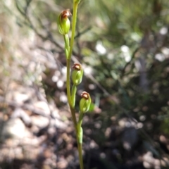 Speculantha multiflora at Namadgi National Park - suppressed