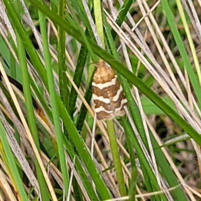 Subfurcatana subfurcatana (A Tortricid moth) at South East Forest National Park - 18 Jan 2024 by trevorpreston