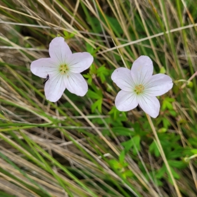 Geranium neglectum (Red-stemmed Cranesbill) at South East Forest National Park - 18 Jan 2024 by trevorpreston