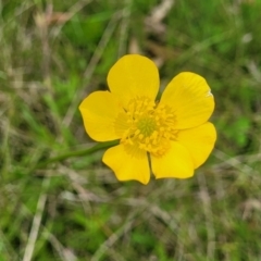 Ranunculus lappaceus (Australian Buttercup) at South East Forest National Park - 18 Jan 2024 by trevorpreston