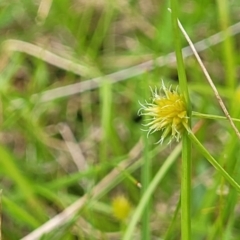 Cyperus sphaeroideus (Scented Sedge) at South East Forest National Park - 18 Jan 2024 by trevorpreston