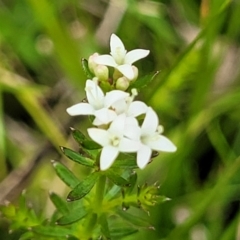 Asperula conferta (Common Woodruff) at South East Forest National Park - 18 Jan 2024 by trevorpreston