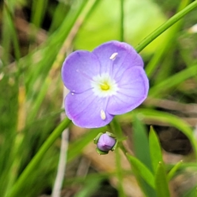 Veronica gracilis (Slender Speedwell) at South East Forest National Park - 18 Jan 2024 by trevorpreston