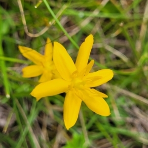 Hypoxis hygrometrica var. hygrometrica at South East Forest National Park - 18 Jan 2024 12:35 PM