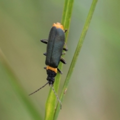 Chauliognathus lugubris (Plague Soldier Beetle) at South East Forest National Park - 18 Jan 2024 by AlisonMilton