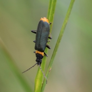 Chauliognathus lugubris at South East Forest National Park - 18 Jan 2024