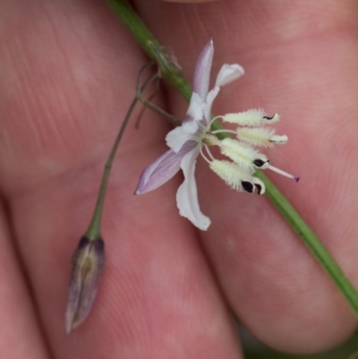 Arthropodium milleflorum (Vanilla Lily) at Nunnock Swamp - 18 Jan 2024 by AlisonMilton