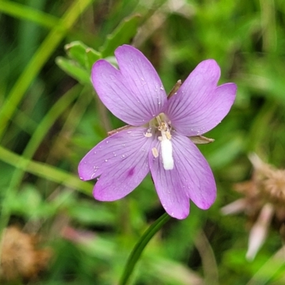 Epilobium billardiereanum subsp. cinereum (Hairy Willow Herb) at South East Forest National Park - 18 Jan 2024 by trevorpreston