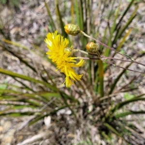 Podolepis jaceoides at Glen Allen, NSW - 18 Jan 2024