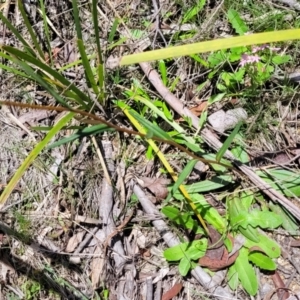 Podolepis jaceoides at Glen Allen, NSW - 18 Jan 2024