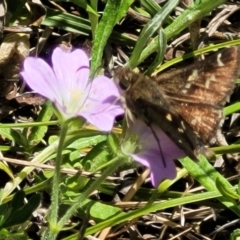 Pasma tasmanica (Two-spotted Grass-skipper) at Glen Allen, NSW - 18 Jan 2024 by trevorpreston