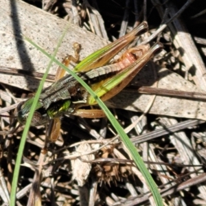 Praxibulus eurobodallae at Glen Allen, NSW - 18 Jan 2024