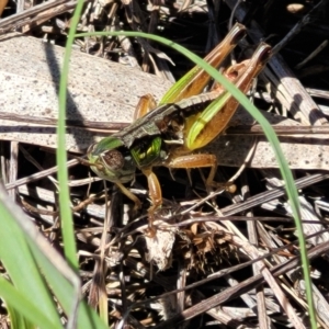 Praxibulus eurobodallae at Glen Allen, NSW - 18 Jan 2024