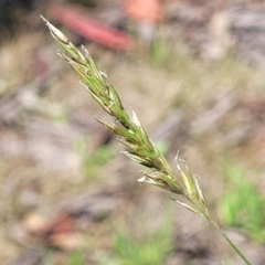 Anthoxanthum odoratum (Sweet Vernal Grass) at Glen Allen, NSW - 18 Jan 2024 by trevorpreston