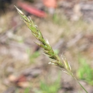 Anthoxanthum odoratum at Glen Allen, NSW - 18 Jan 2024