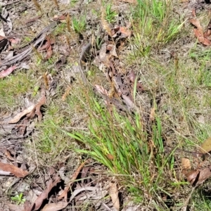 Anthoxanthum odoratum at Glen Allen, NSW - 18 Jan 2024