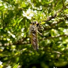 Asilinae sp. (subfamily) (Unidentified asiline Robberfly) at Aranda, ACT - 17 Jan 2024 by KMcCue