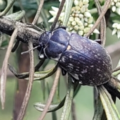 Pachycoelia sp. (genus) (A darkling beetle) at Glen Allen, NSW - 18 Jan 2024 by trevorpreston