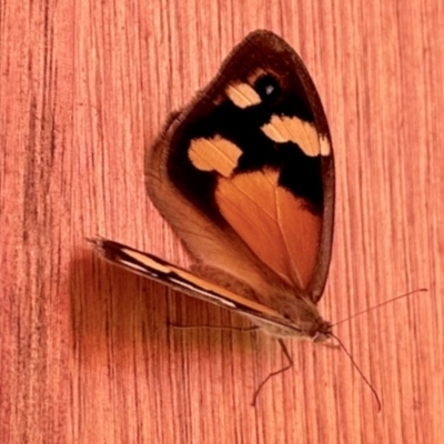 Heteronympha merope (Common Brown Butterfly) at Aranda, ACT - 18 Jan 2024 by KMcCue