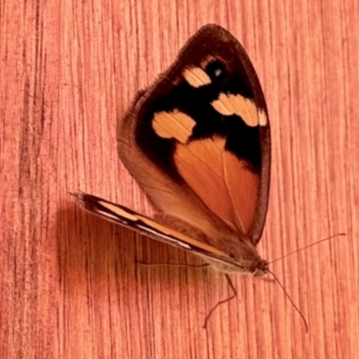 Heteronympha merope (Common Brown Butterfly) at GG182 - 18 Jan 2024 by KMcCue