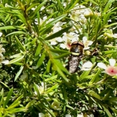 Odontomyia hunteri (Soldier fly) at Aranda, ACT - 17 Jan 2024 by KMcCue