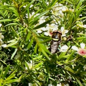 Odontomyia hunteri at Undefined Area - 18 Jan 2024 10:17 AM