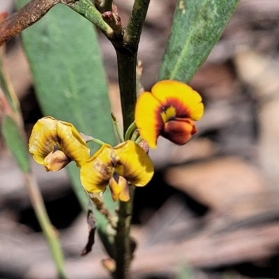 Daviesia mimosoides subsp. mimosoides at Glen Allen, NSW - 18 Jan 2024 by trevorpreston