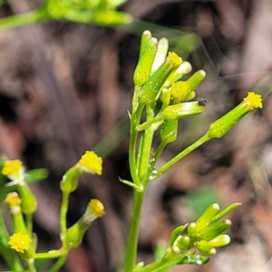 Senecio diaschides at Glen Allen, NSW - 18 Jan 2024