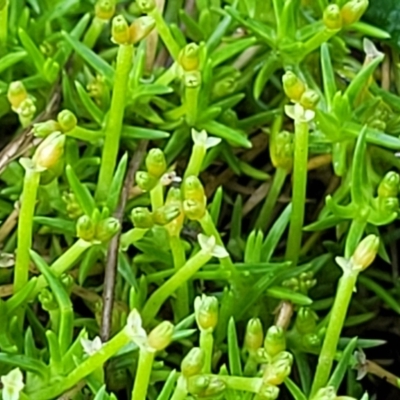 Scleranthus biflorus (Twin-flower Knawel) at Glen Allen, NSW - 18 Jan 2024 by trevorpreston