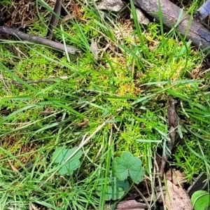 Scleranthus biflorus at Glen Allen, NSW - 18 Jan 2024