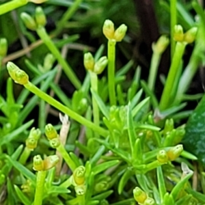 Scleranthus biflorus at Glen Allen, NSW - 18 Jan 2024