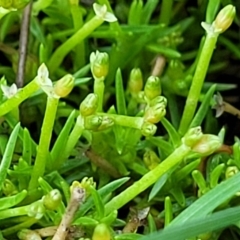 Scleranthus biflorus at Glen Allen, NSW - 18 Jan 2024