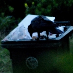 Corvus coronoides at Aranda, ACT - 18 Jan 2024 08:04 AM