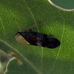 Brunotartessus fulvus (Yellow-headed Leafhopper) at Mount Ainslie - 18 Jan 2024 by Pirom